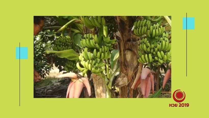ต้นกล้วยประหลาด มี 2 เครือ